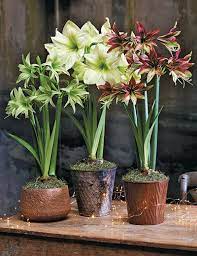 Amaryllis How To Grow Amaryllis Bulbs Gardeners Com Amaryllis Bulbs Amaryllis Plant Bulb Flowers