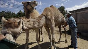 Explore 34 apps like camelcamelcamel. Socal Man Opens First Camel Dairy Farm In U S Abc7 San Francisco