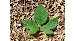 Every year millions of people are. Poison Ivy University Of Illinois Extension