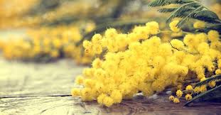 This flower is sold by weight, so a bunch is 325g. Rome Marks International Women S Day Wanted In Rome