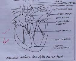 Check spelling or type a new query. Class 10 Cbse Science Biology Lesson 6 Life Processes Part 4 Transportation School Notes