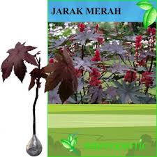 Maybe you would like to learn more about one of these? Daun Jarak Merah Segar Atau Basah Berat Bersih 1kg Manfaat Jarak Merah Untuk Kesehatan Shopee Indonesia