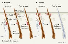 By the time she was in high school rather than concealing it, a growing number of women are visiting the salon to enhance their gray. How The Stress Of Fight Or Flight Turns Hair White