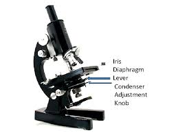 You cannot fully open your field diaphragm while having high contrast. Parts And Functions Of A Compound Microscope Light
