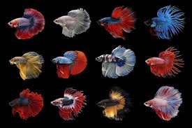 24 jenis ikan laga (gambar) | jenis betta fish. Abang Betta On Twitter Ikan Laga Ada Banyak Jenis Biar Betul Ya Tuan Puan Ikan Laga Ataupun Betta Fish Ni Ada Banyak Jenis Dia Jom Kita Tengok Satu Persatu Jenis Ikan Laga Betta