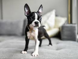 Their longer, fluffier coats give them a distinctive look that distinguishes them so, when looking for a puppy, make sure you go to a breeder that health tests the dogs they breed from. Dog Breeds With Short Hair Always Pets