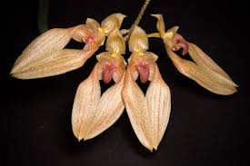 Image result for Bulbophyllum kivuense
