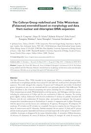 Image result for Ophrestia radicosa