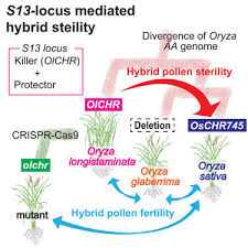 Image result for Oryza longistaminata