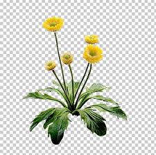 Maybe you would like to learn more about one of these? Flower Yellow Floral Design Png Clipart Annual Plant Aster Chamaemelum Nobile Chrysanthemum Chrysanths Free Png Download