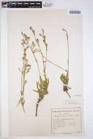 Image result for Silene burchellii