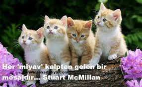 Kediler Ilgili Alakali Soylenmis Anlamli Sozler En Guzel Sozler Ve Mesajlar