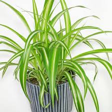 Image result for Chlorophytum delicatulum