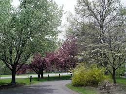 We did not find results for: 10 Native Trees That Make Excellent Landscape Choices Pennlive Com