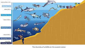 Zones Of The Ocean Biome Ocean Zones Deep Sea Creatures Ocean Animals