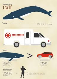 Blue Whale Size Comparison How Big Are They Compared To Humans