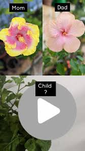 Image result for Ipomoea tuberculata