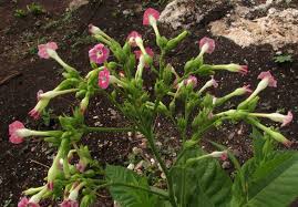 Image result for Nicotiana tabacum