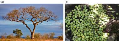 Image result for Vangueriopsis lanciflora