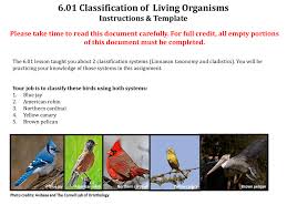 6 01 classification of living organisms instructions