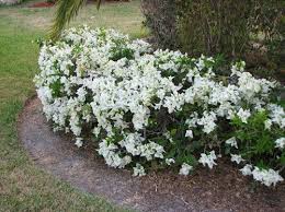Check spelling or type a new query. Bougainvillea Miss Alice 2 3 Spreading Planting Flowers Plants Bougainvillea