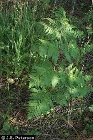 Image result for Pteridium aquilinum