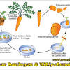 Plasmid pbr322 dan puc8 merupakan contoh plasmid yang digunakan sebagai vektor kloning. 1