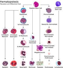 Acute Non Lymphoid Leukemia