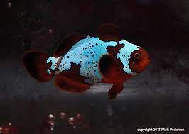 Lighting Maroon Clownfish The Lightning Project Saltwater Fish Tanks Clown Fish Aquarium Fish