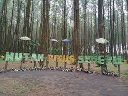 Hutan pinus semeru wajak kab. Hutan Pinus Semeru Surga Tersembunyi Sang Pemburu Sunyi Kumparan Com