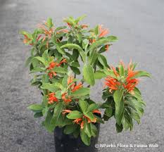 Image result for Justicia spicigera