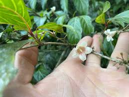 Image result for Heinsenia