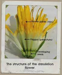 I Think This Section Is Incredibly Lovely Dandelion Edible Wild Plants Veggie Patch