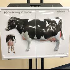 cow anatomy 3d flip chart