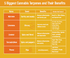 List Of Major Terpenes And Their Health Benefits Chart