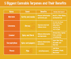 list of major terpenes and their health benefits chart