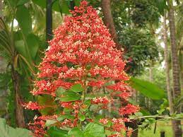 Is This A Pagoda Flower That Only Blooms Once Every 400 Years In 2021 Flowers Planting Flowers Bloom