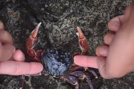 Image result for Craspedorhachis