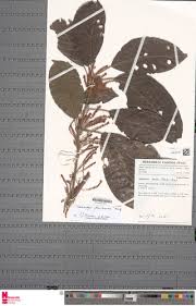 Image result for Maesobotrya floribunda