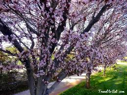 Maybe you would like to learn more about one of these? Spring Flowers In Las Vegas Travel To Eat
