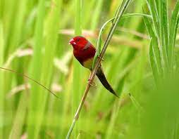 Pin Di Birds Finches Crimson White Bellied