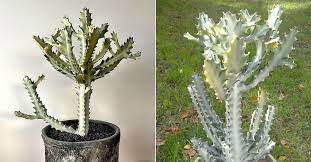 These are short plants with single stems that haven't branched yet. Euphorbia Lactea White Ghost White Ghost Candelabra Spurge World Of Succulents