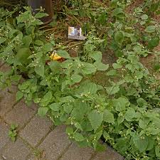 Image result for Galinsoga