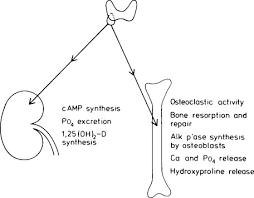 Parathyroid And Calcium Disorders Sciencedirect