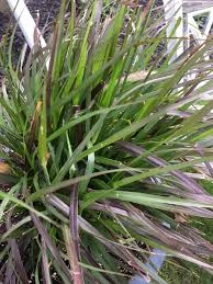 Image result for Cenchrus macrourus