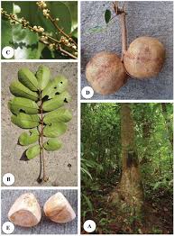 Image result for Deinbollia sp. A