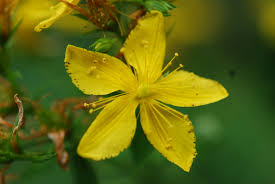 La pianta di iperico, nome scientifico hypericum perforatum, è una pianta officinale perenne e sempreverde appartenente alla famiglia botanica delle clusiacee (o. Iperico Hypericum Hypericum Perenni Iperico Hypericum Perenni