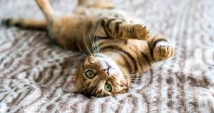 Kedi Sahibi Olmak Ruh Sagligina Iyi Geliyor Saglik Haberleri