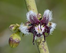 Image result for Periploca linearifolia