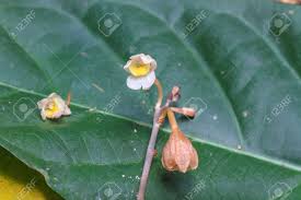 Image result for Didymoplexis